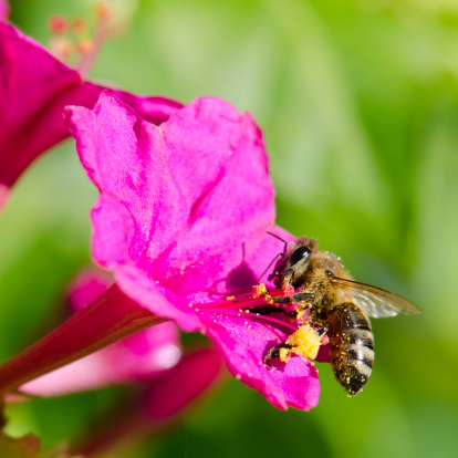 honeybee pollinated of flower