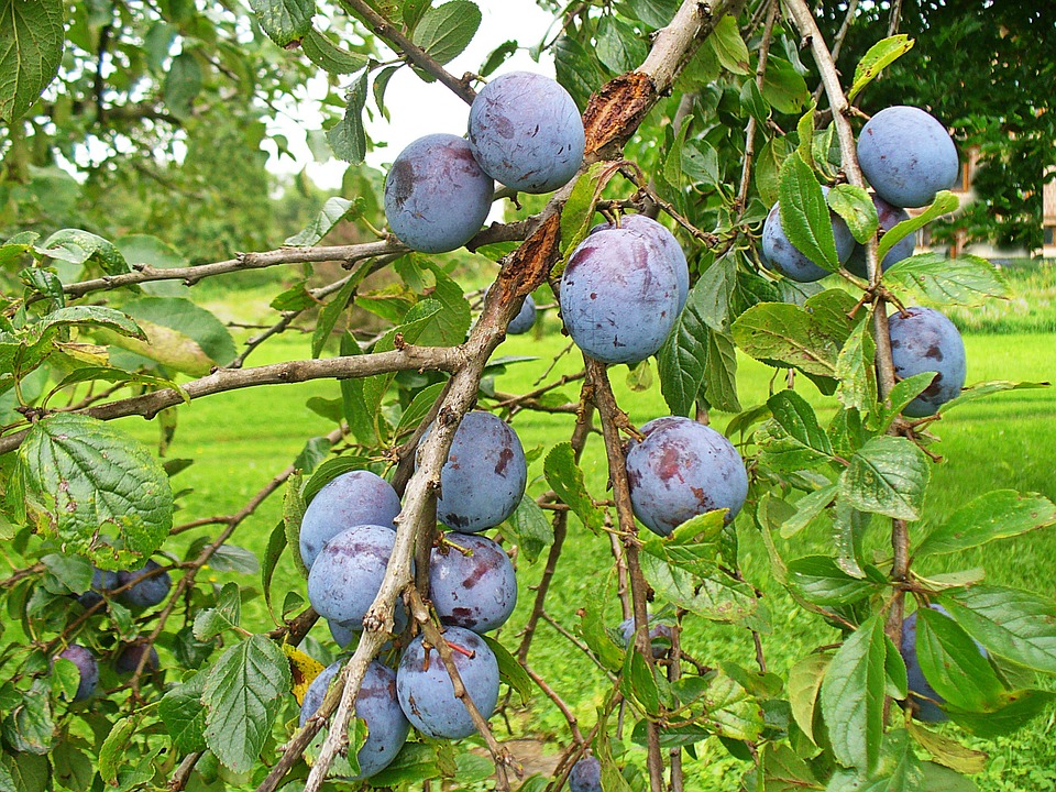 prugne